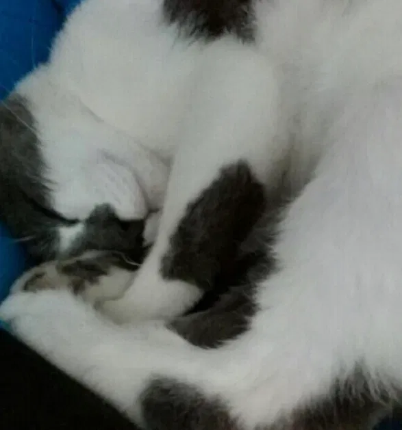 Lost cat in South Jordan, UT, 84095
