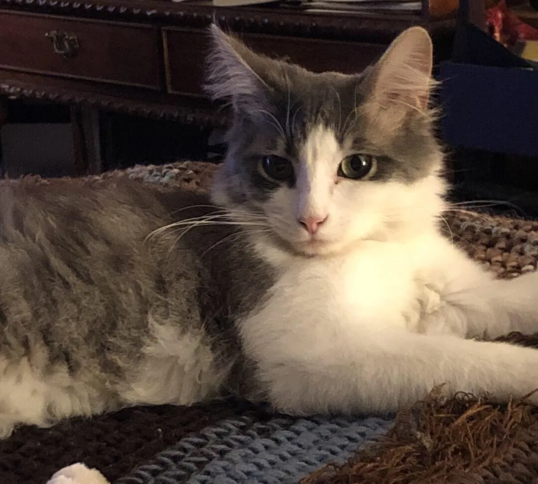 Lost cat in Indio, CA, 92203