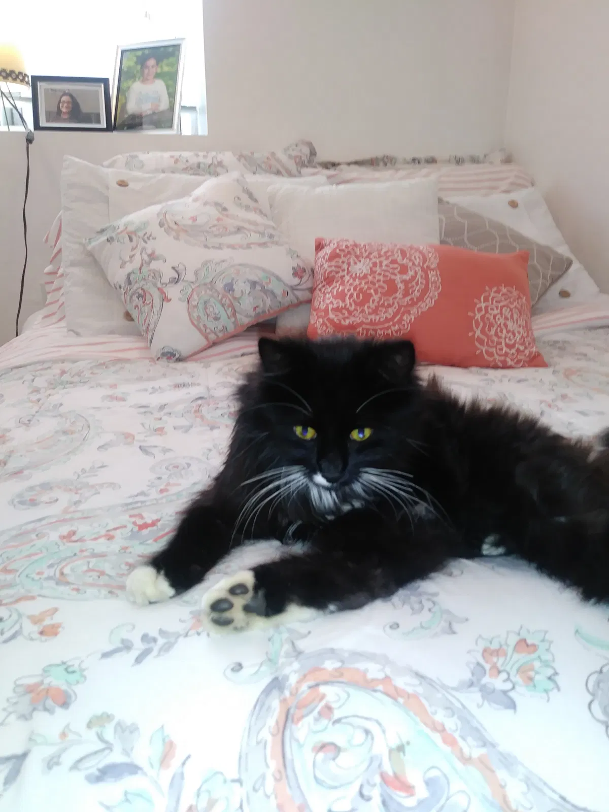 Lost cat in Arvada, CO, 80002