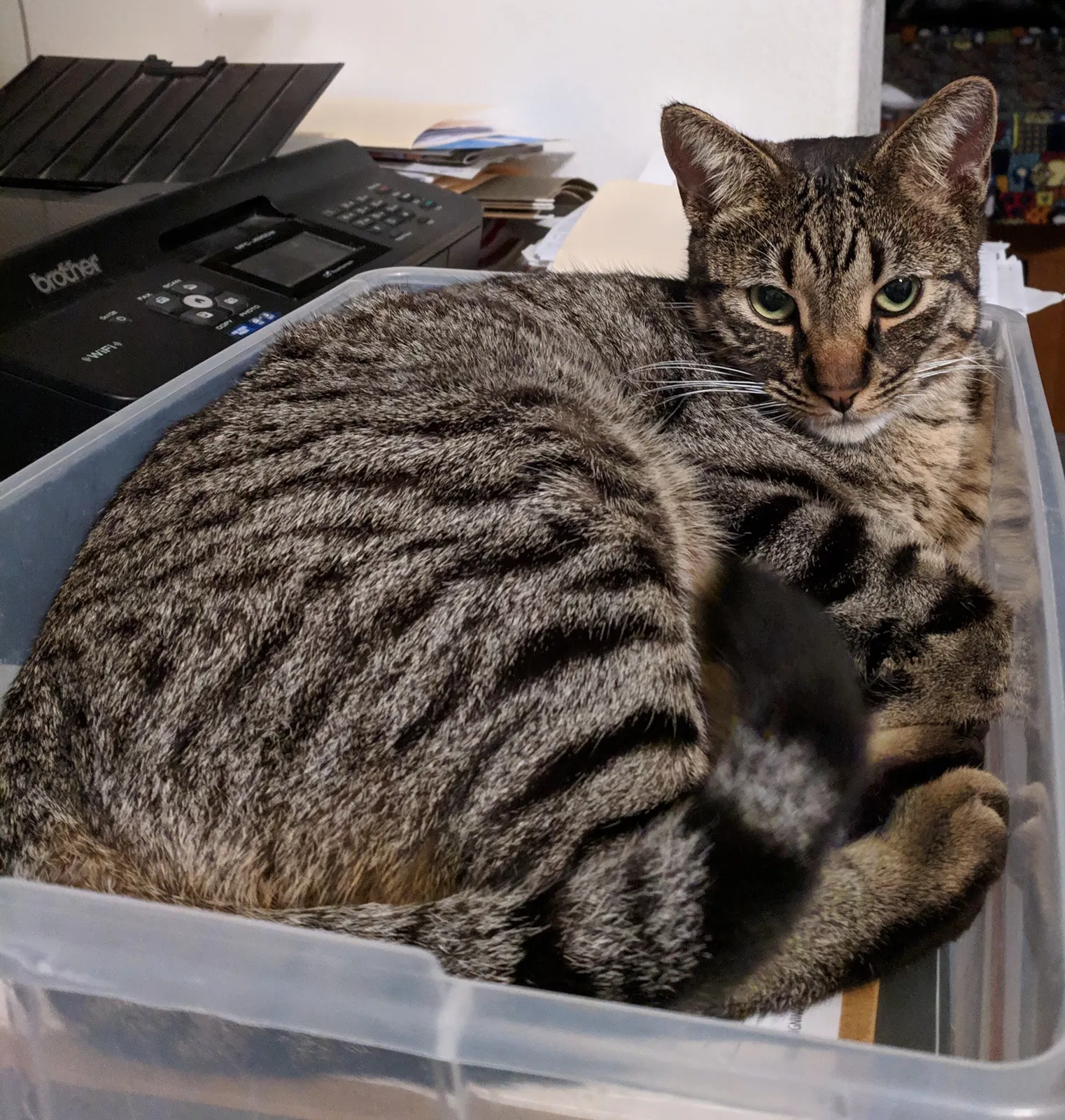 Lost cat in Hemet, CA, 92544
