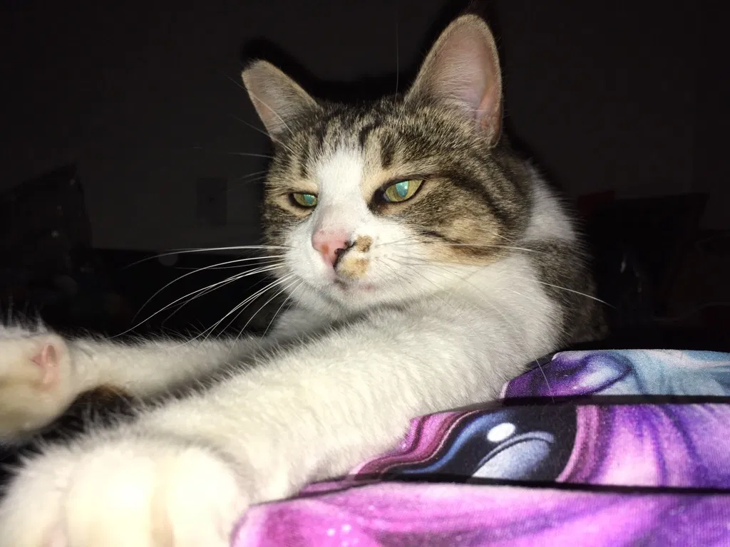 Lost cat in Portland, OR, 97218