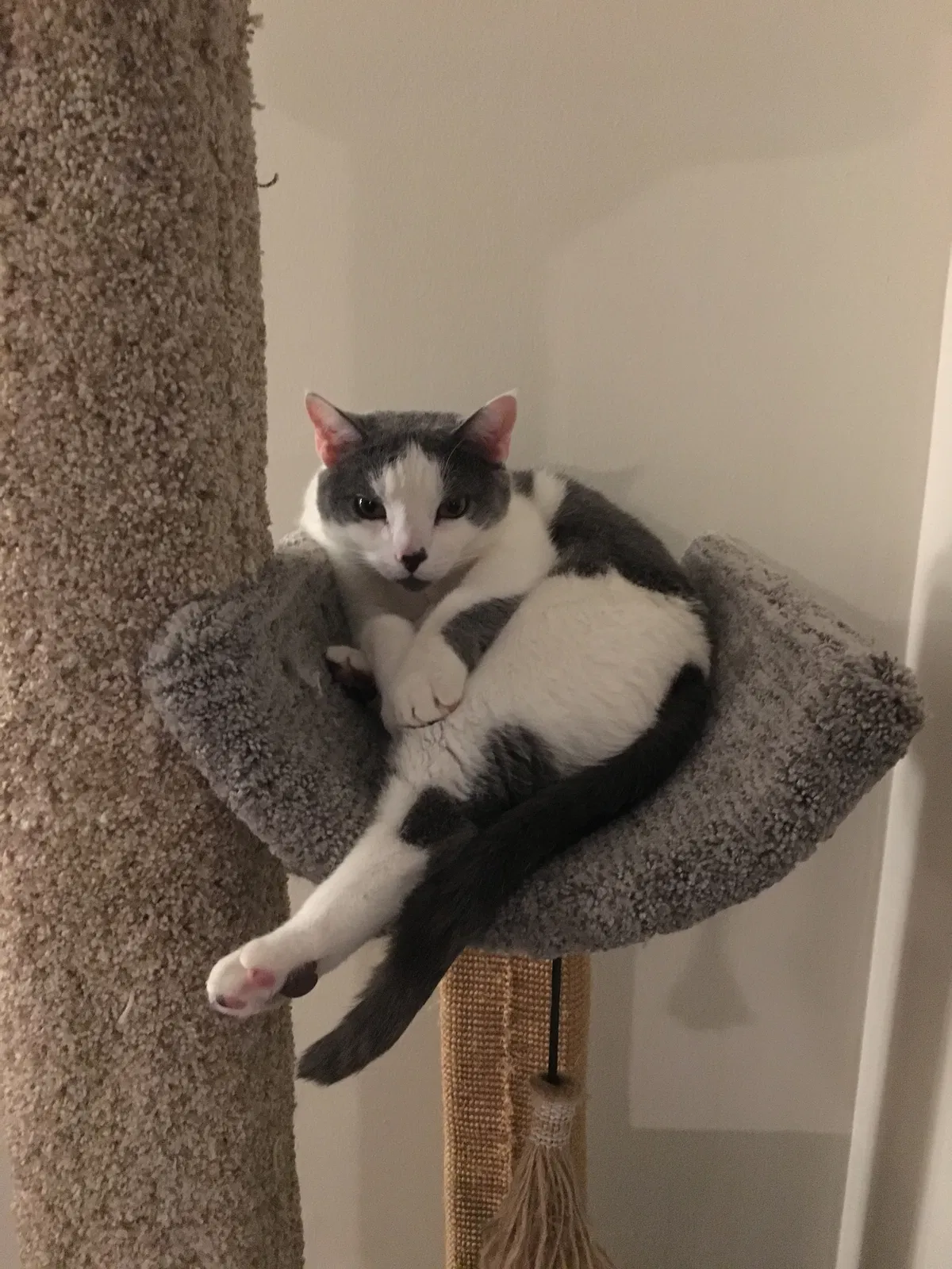 Lost cat in Smyrna, GA, 30080