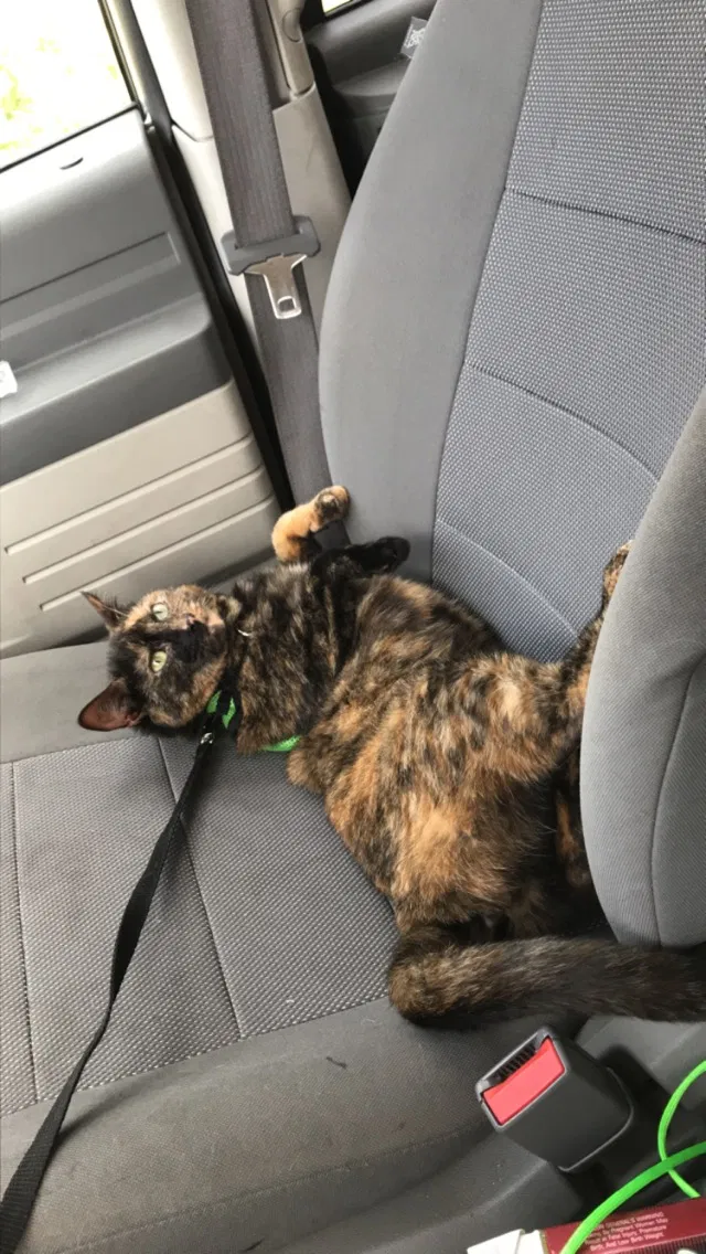 Lost cat in Kissimmee, FL, 34747