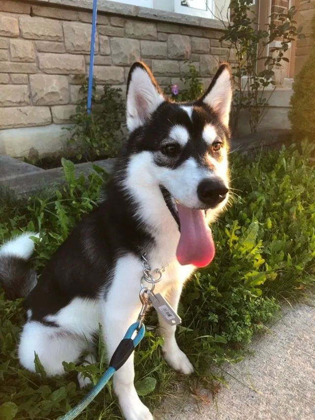 Lost dog in Unknown, OH, 0