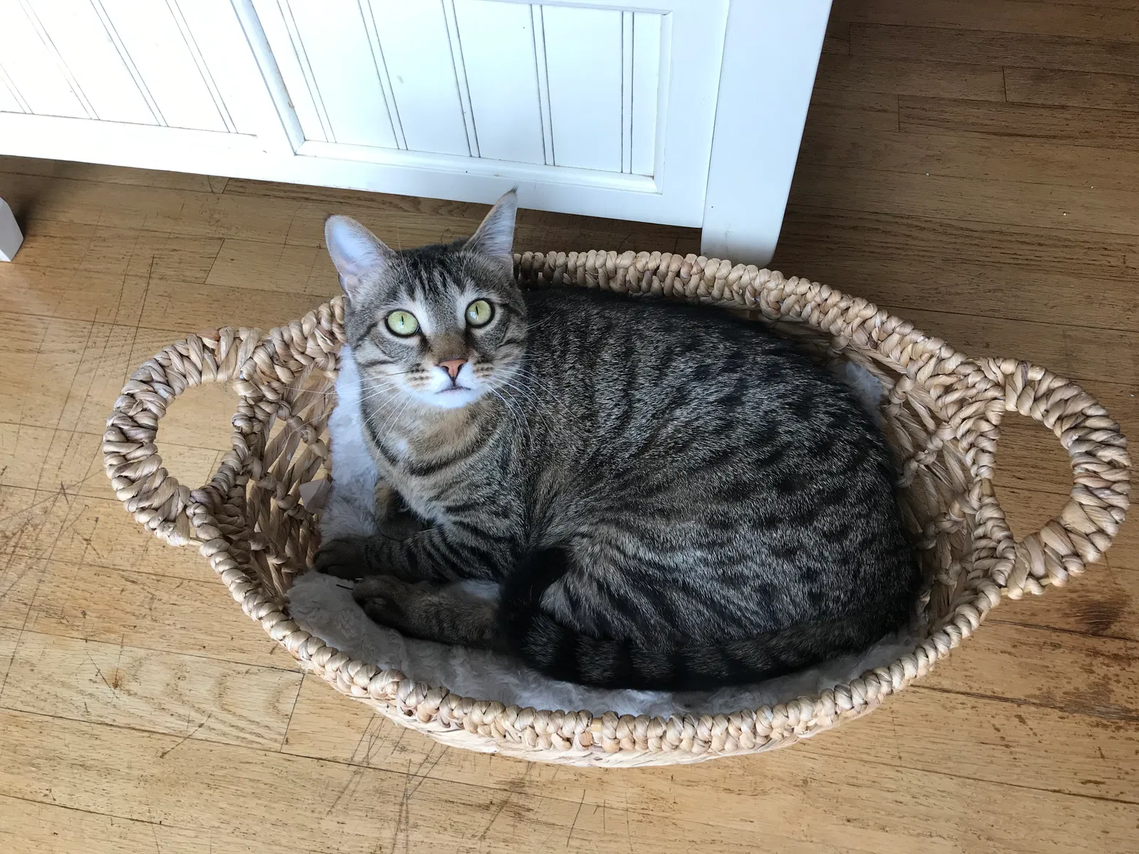 Lost cat in Rochester, MN, 55901