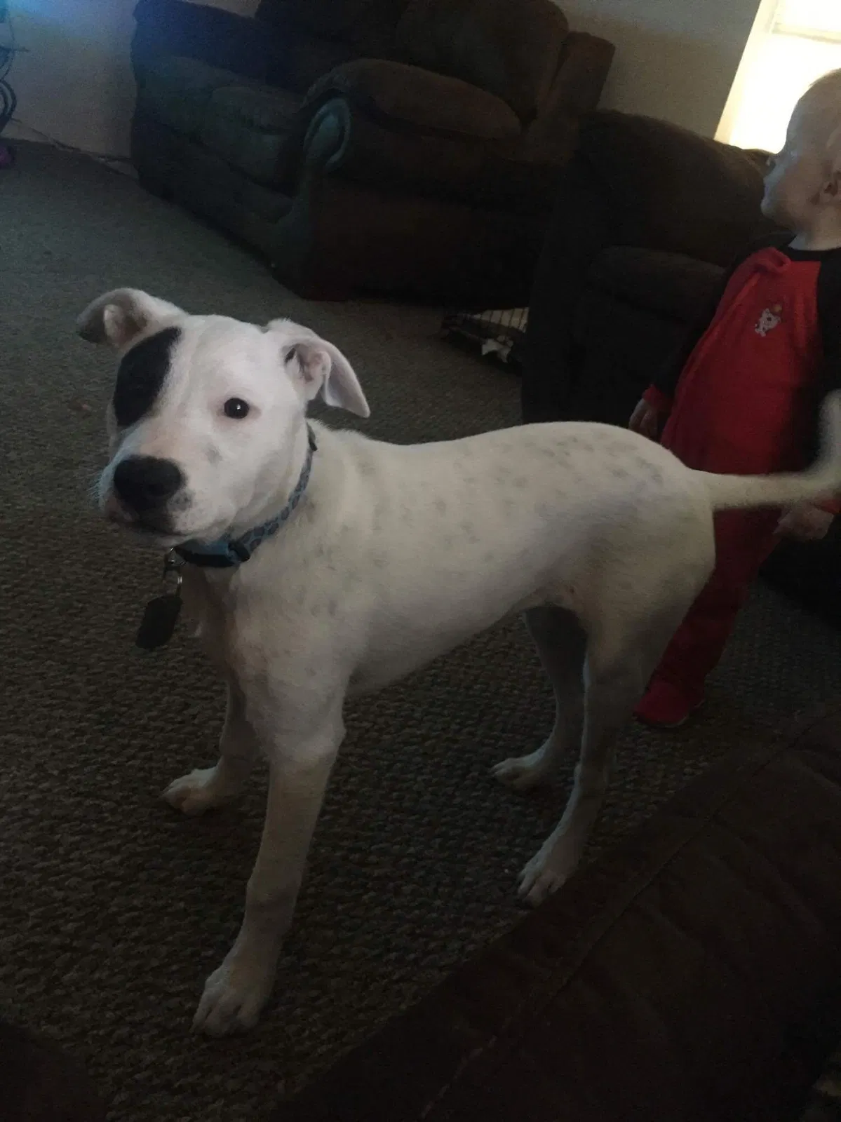Lost dog in Quinlan, TX, 75474
