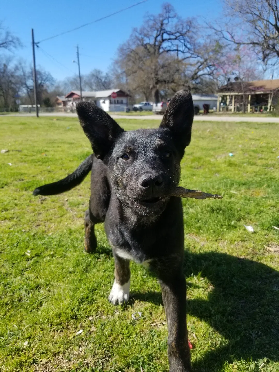Lost dog in Quinlan, TX, 75474