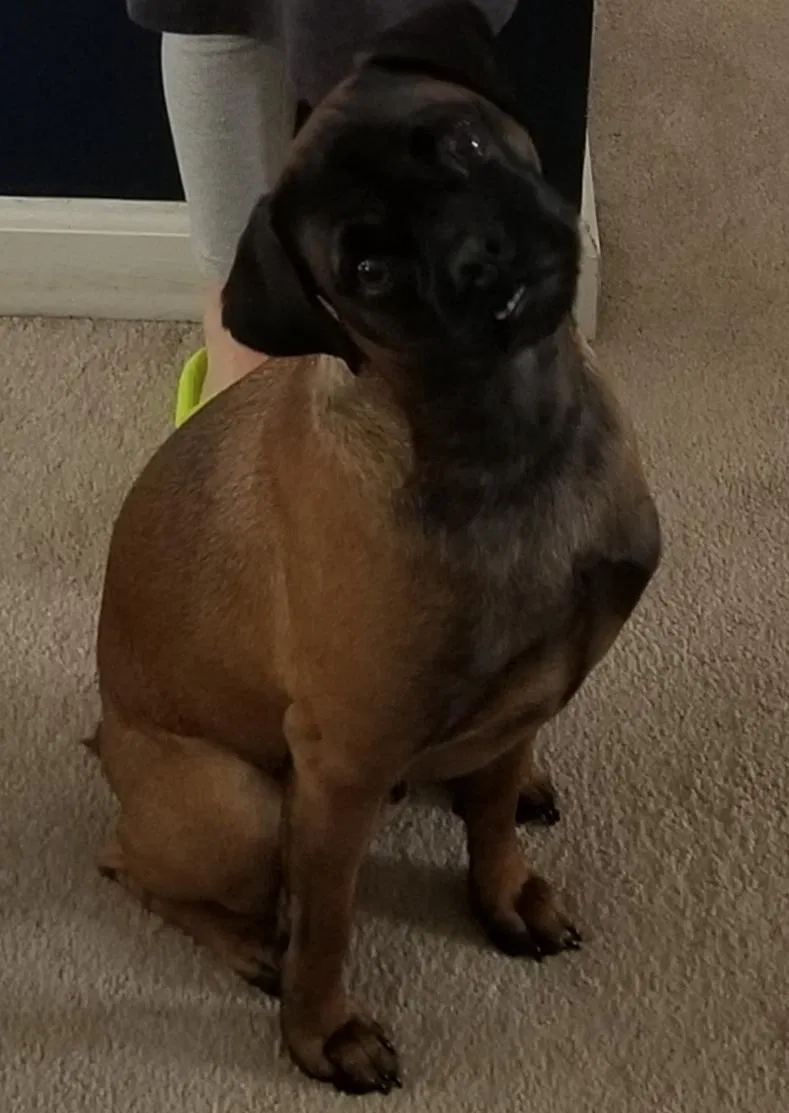 Lost dog in Saint Louis, MO, 63146