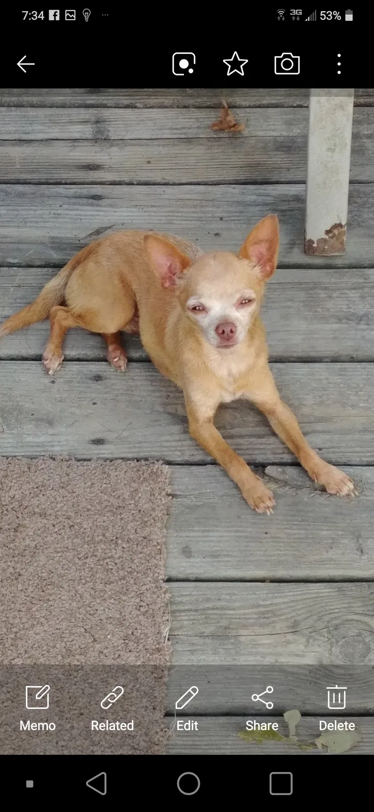 Lost dog in Bridgeport, AL, 35740