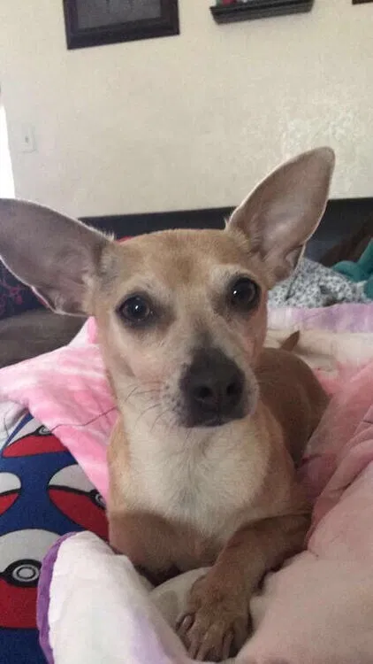 Lost dog in Tucson, AZ, 85742