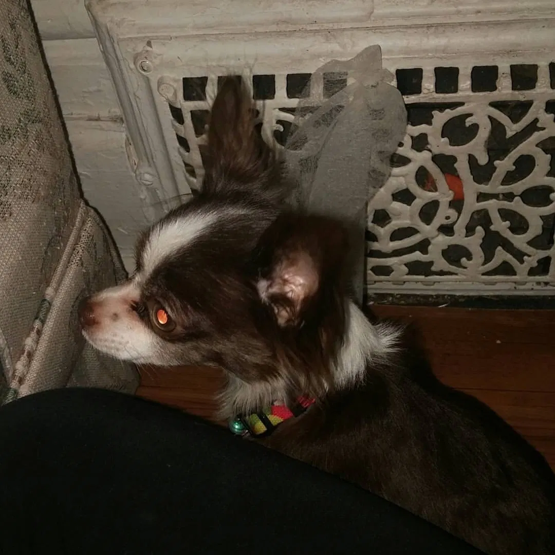Lost dog in Unknown, WY, 0