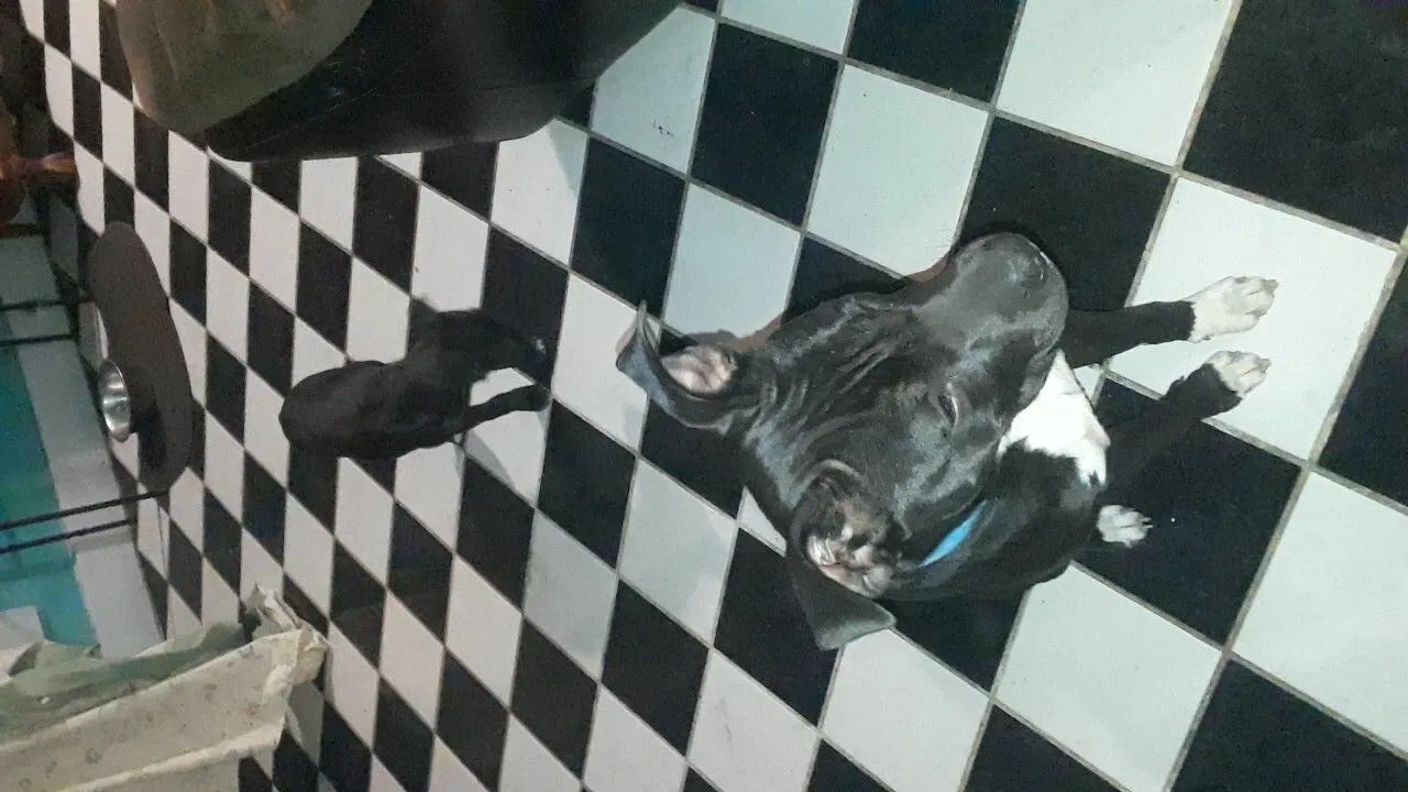 Lost dog in Wichita, KS, 67205