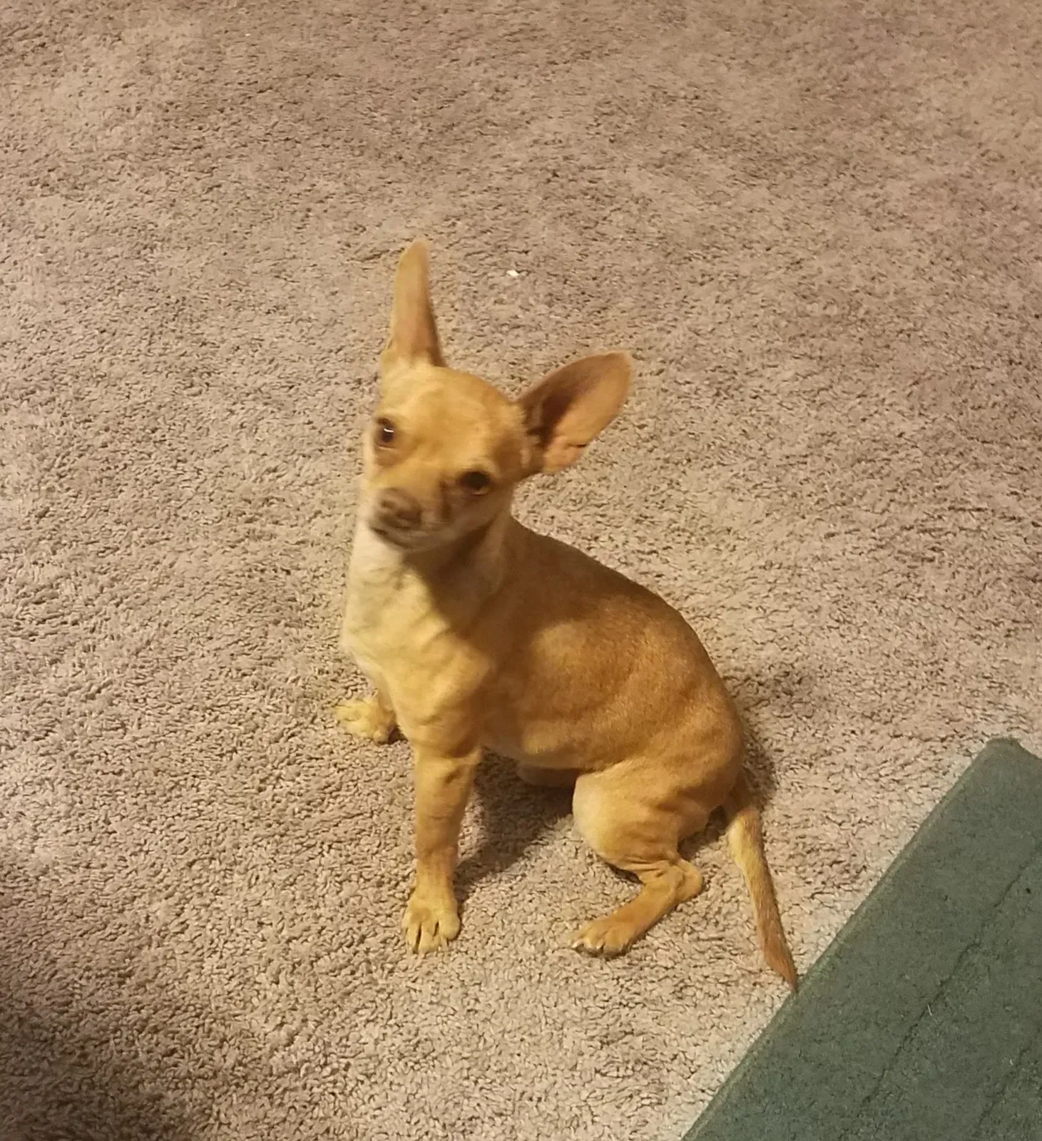 Lost dog in Lancaster, TX, 75146