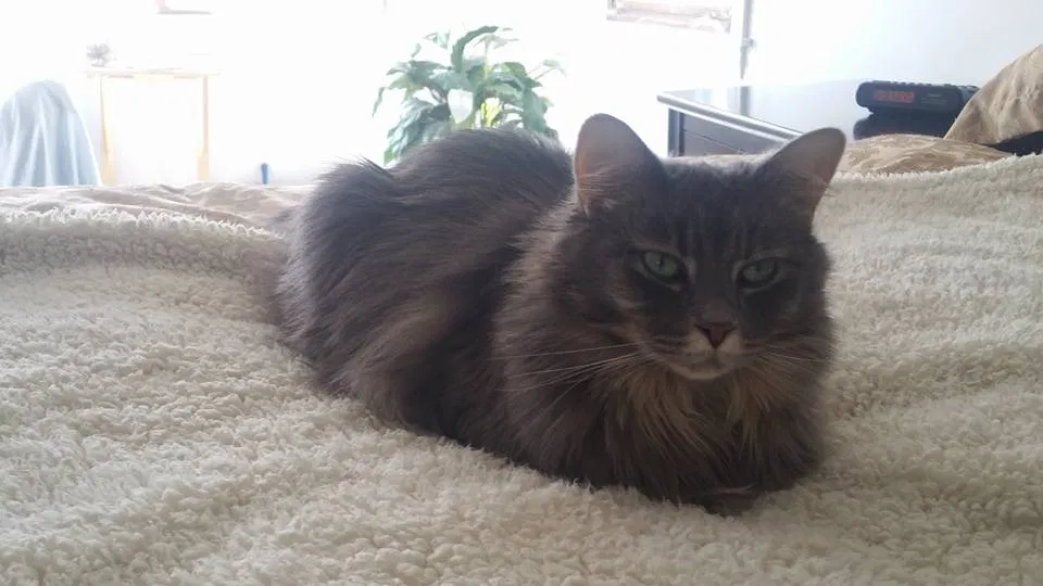Lost cat in Mundelein, IL, 60060