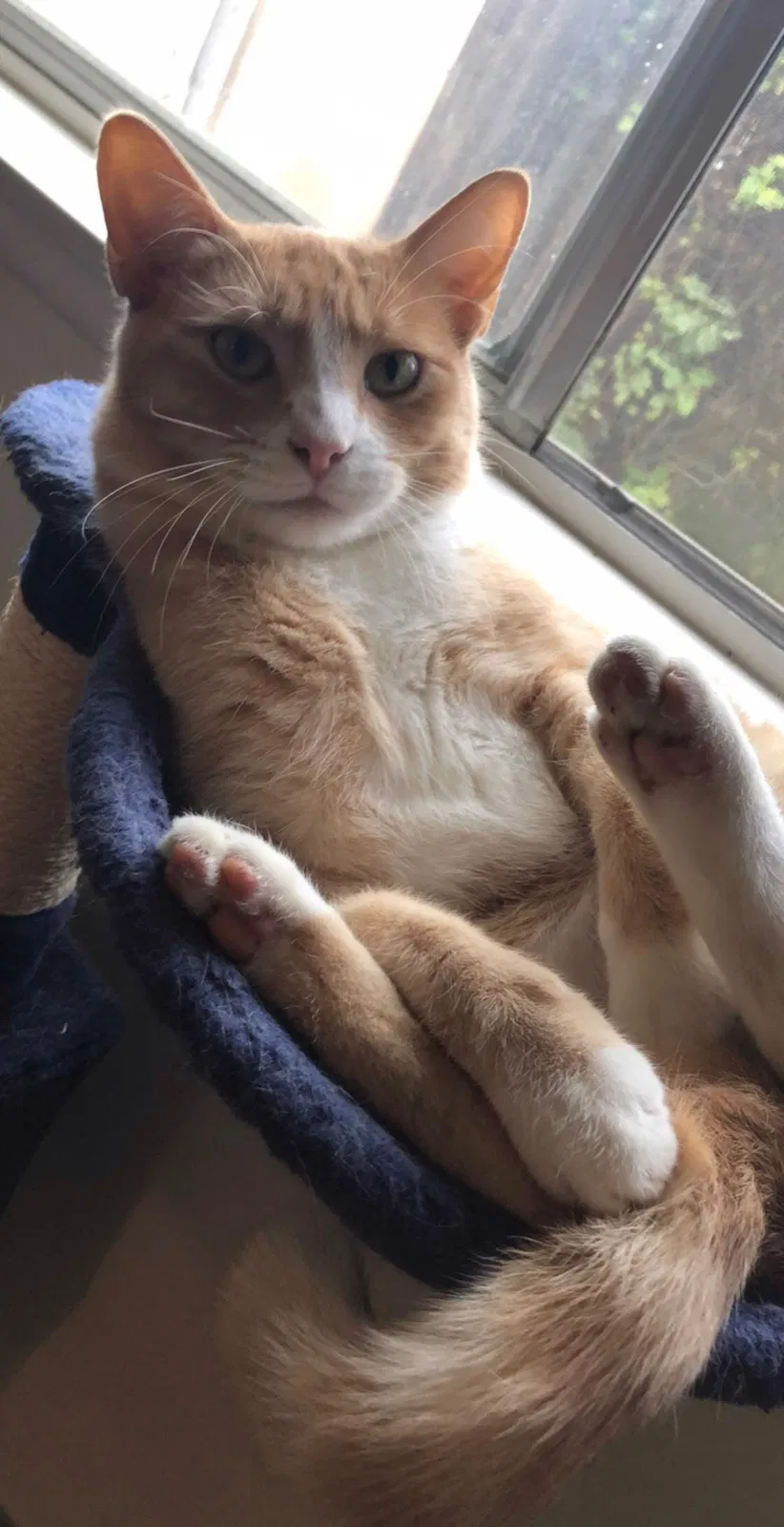 Lost cat in Ventura, CA, 93003