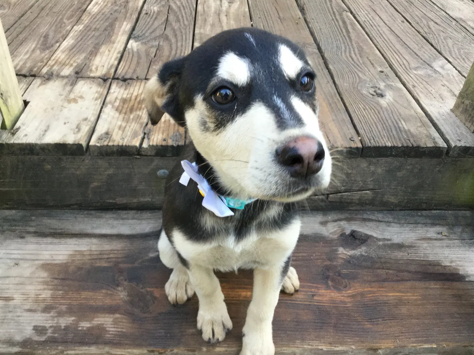 Lost dog in Ponchatoula, LA, 70454