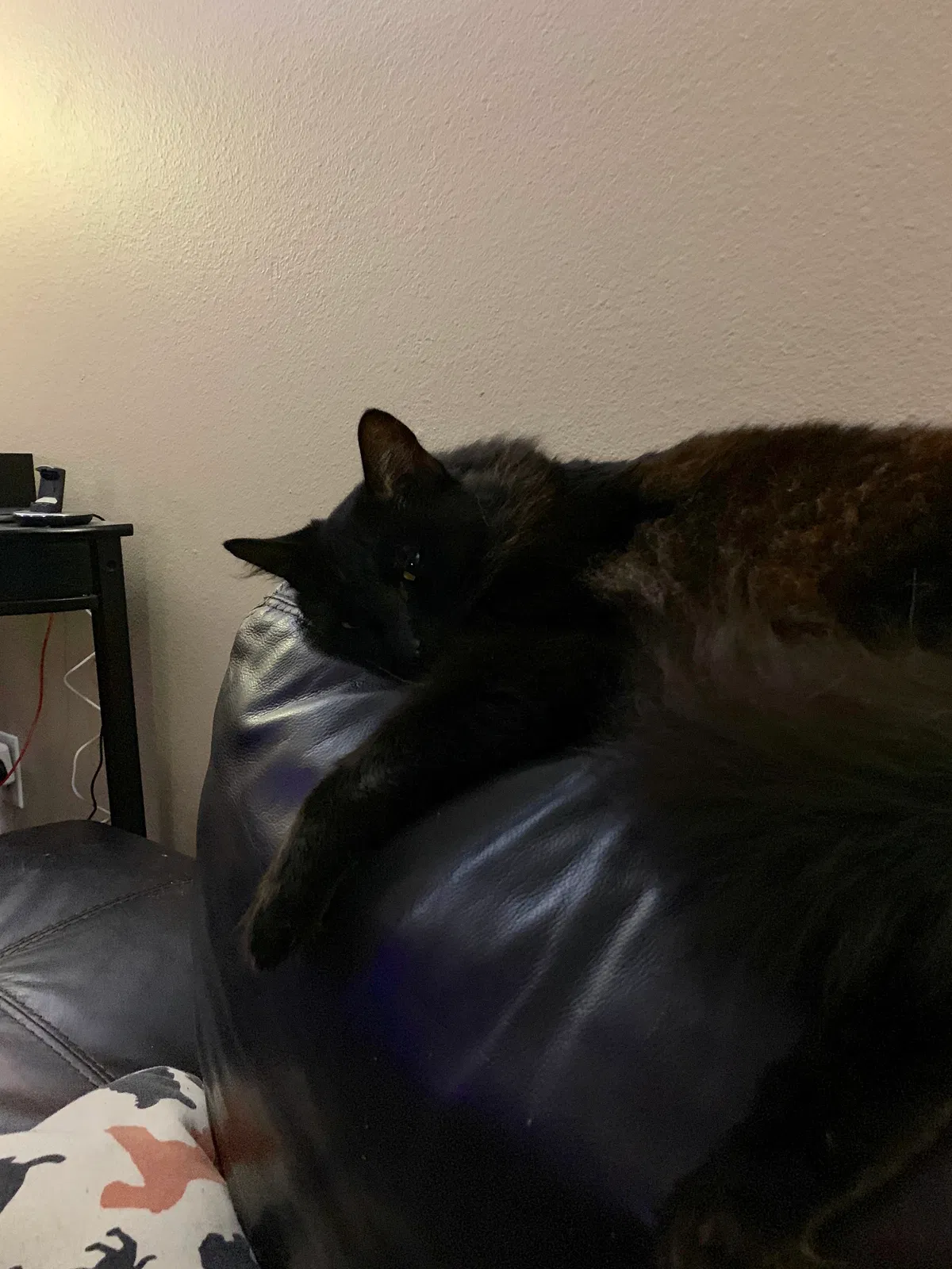 Lost cat in Lakewood, WA, 98499