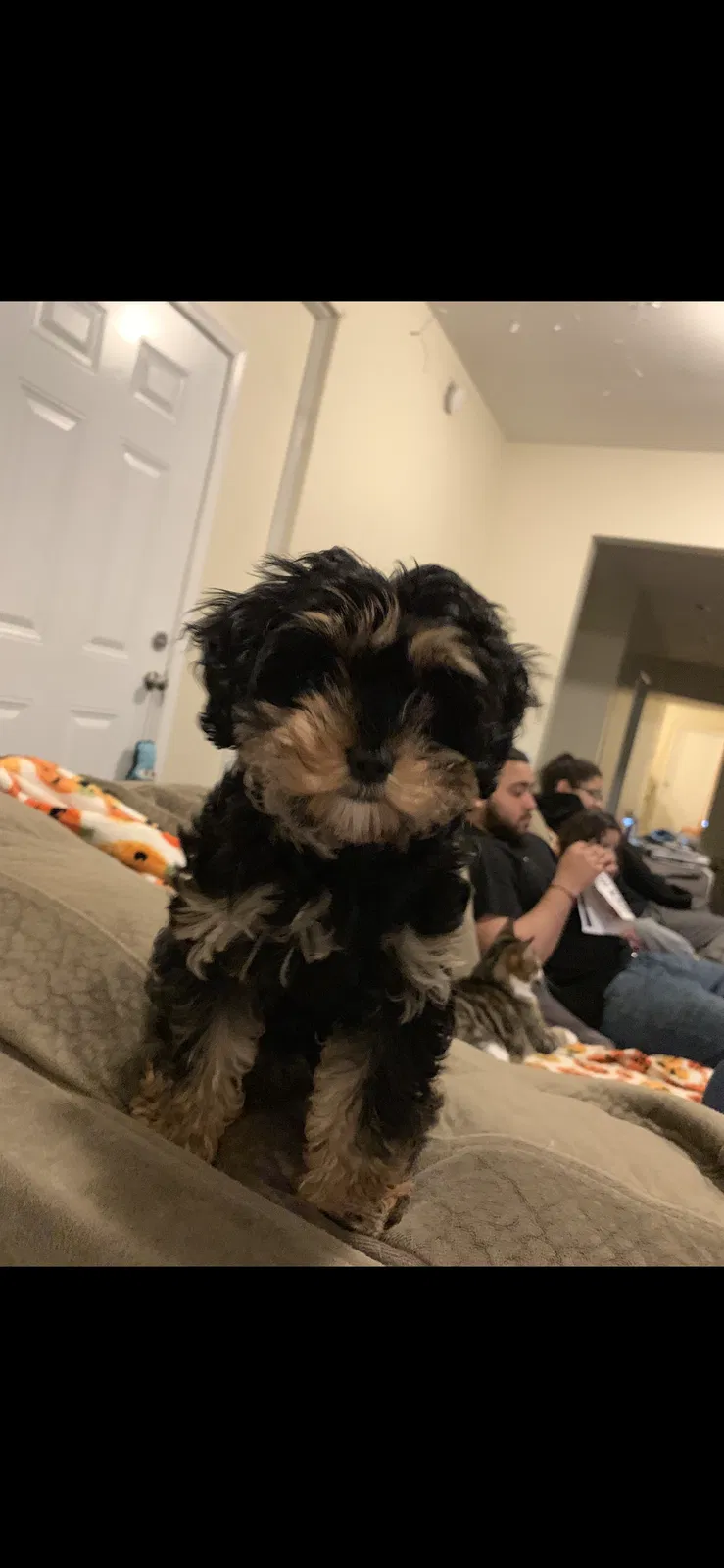 Lost dog in Allentown, PA, 18101