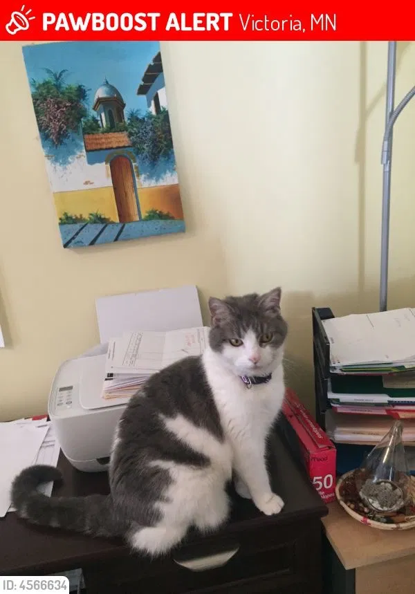 Lost cat in Victoria, MN, 55386