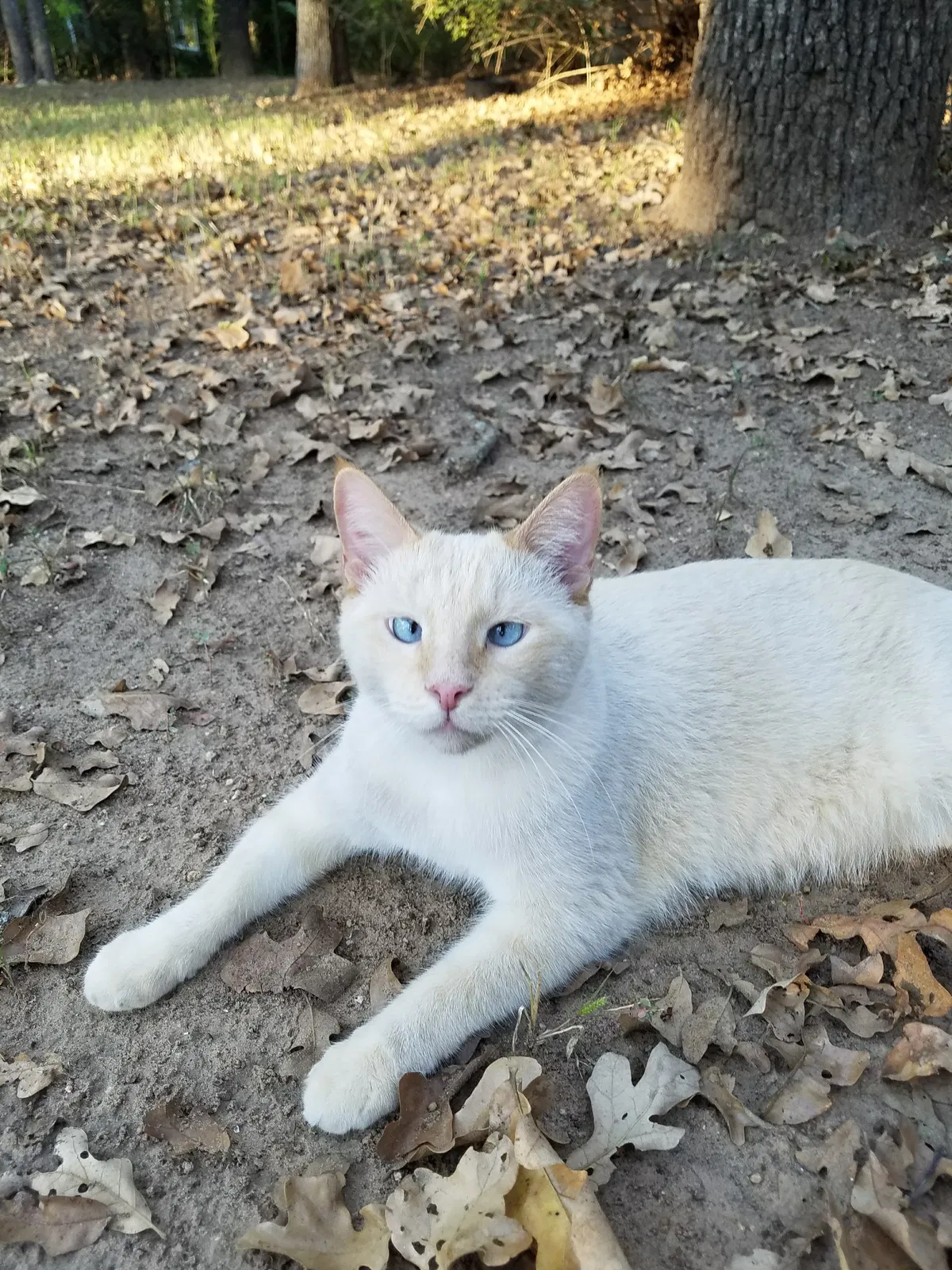 Lost cat in San Antonio, TX, 78232