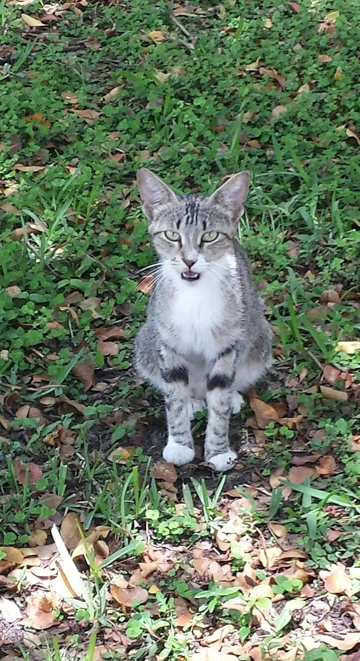 Lost cat in Dania, FL, 33004