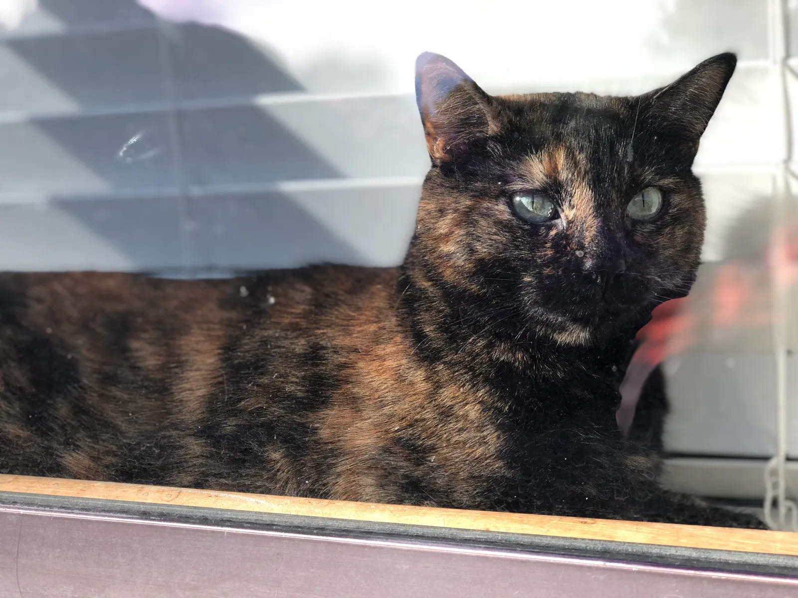 Lost cat in Tucson, AZ, 85730