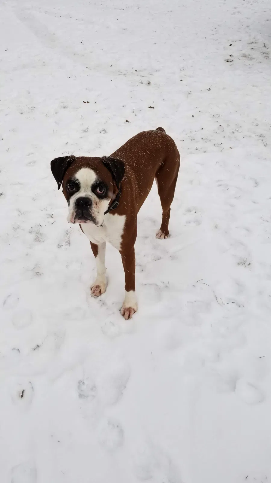 Lost dog in Hallstead, PA, 18822