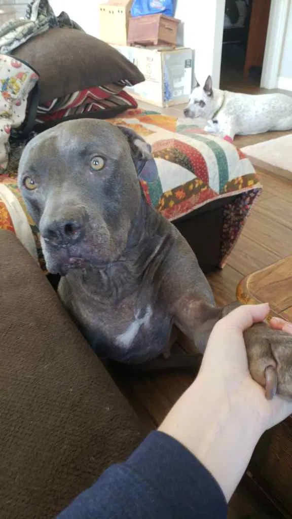 Lost dog in North Hollywood, CA, 91601