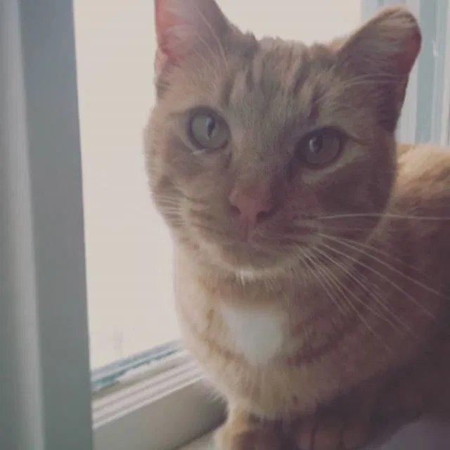 Lost cat in Fort Wayne, IN, 46806