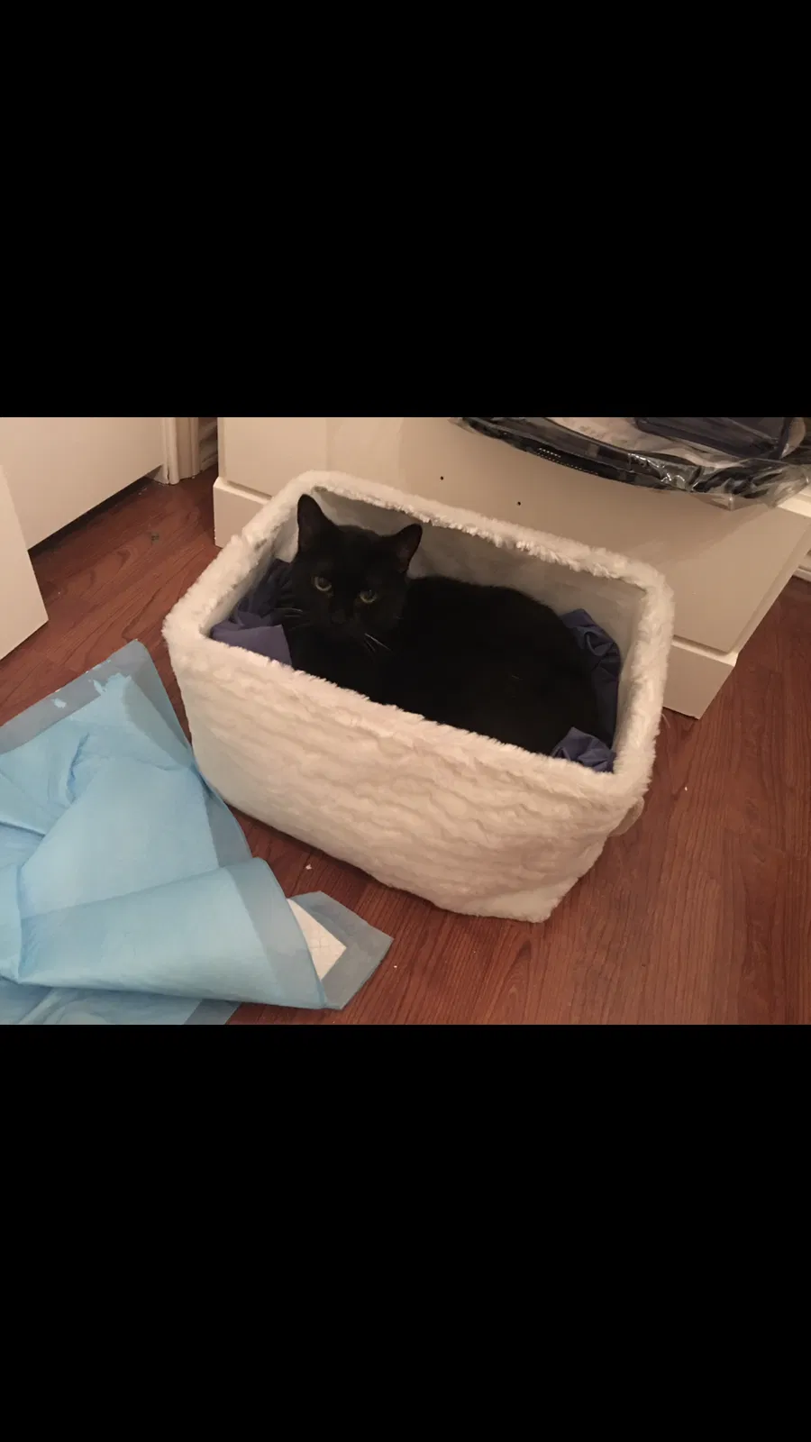 Lost cat in Euless, TX, 76039