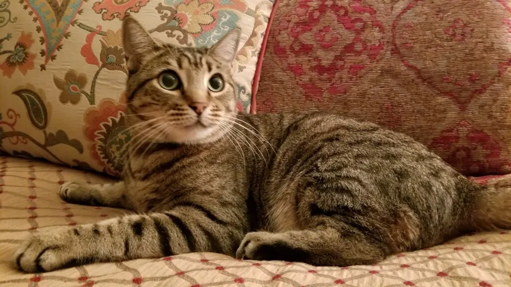 Lost cat in Wake Forest, NC, 27587