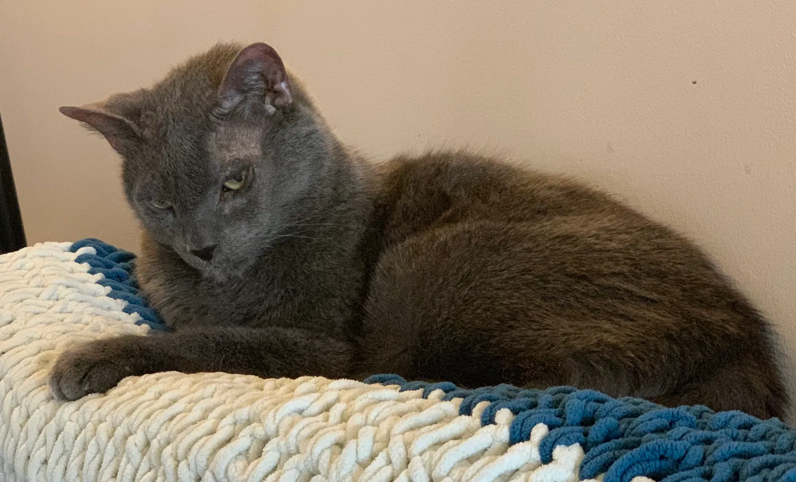 Lost cat in Cedar Knolls, NJ, 7927