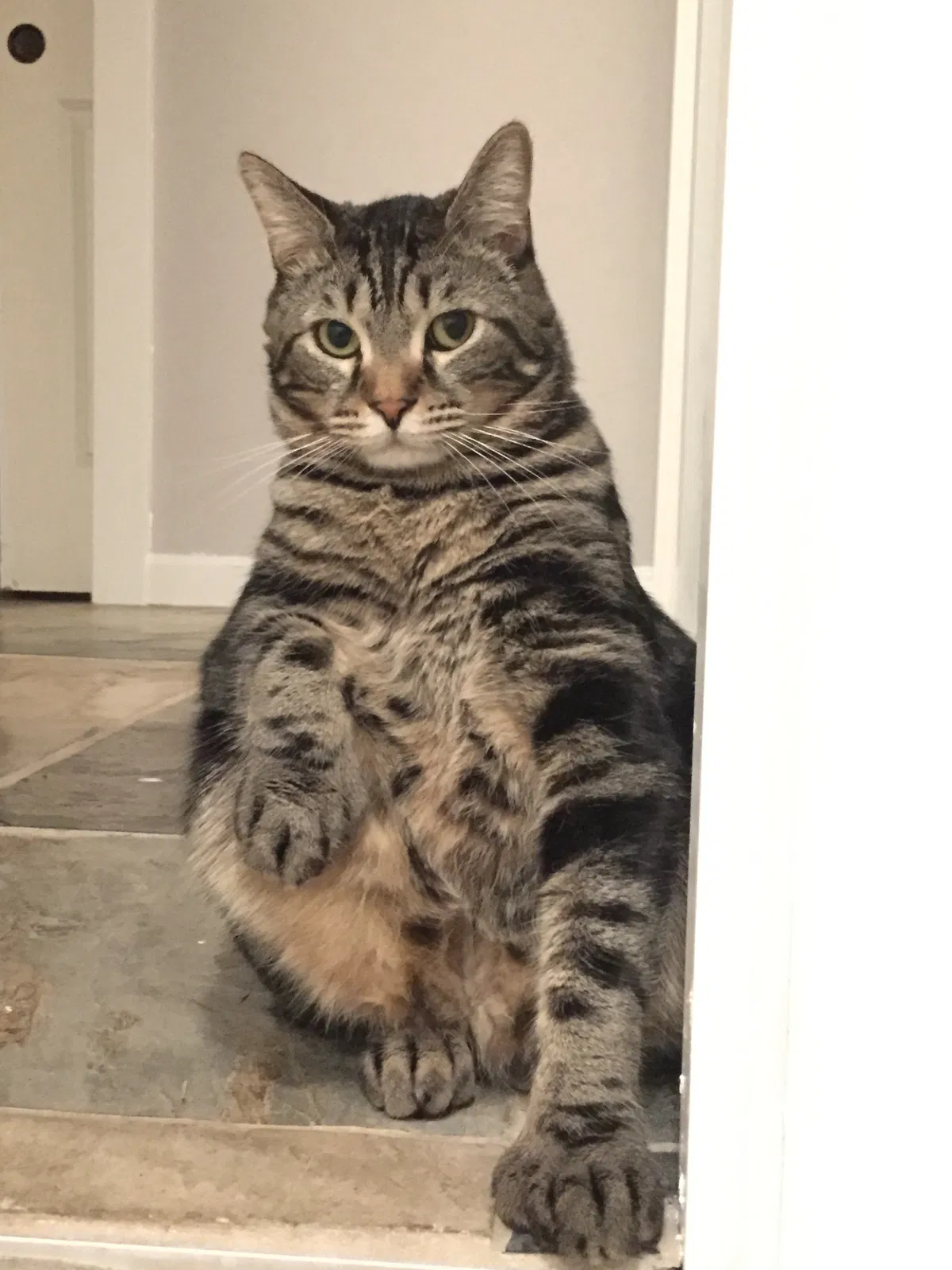 Lost cat in Seattle, WA, 98133