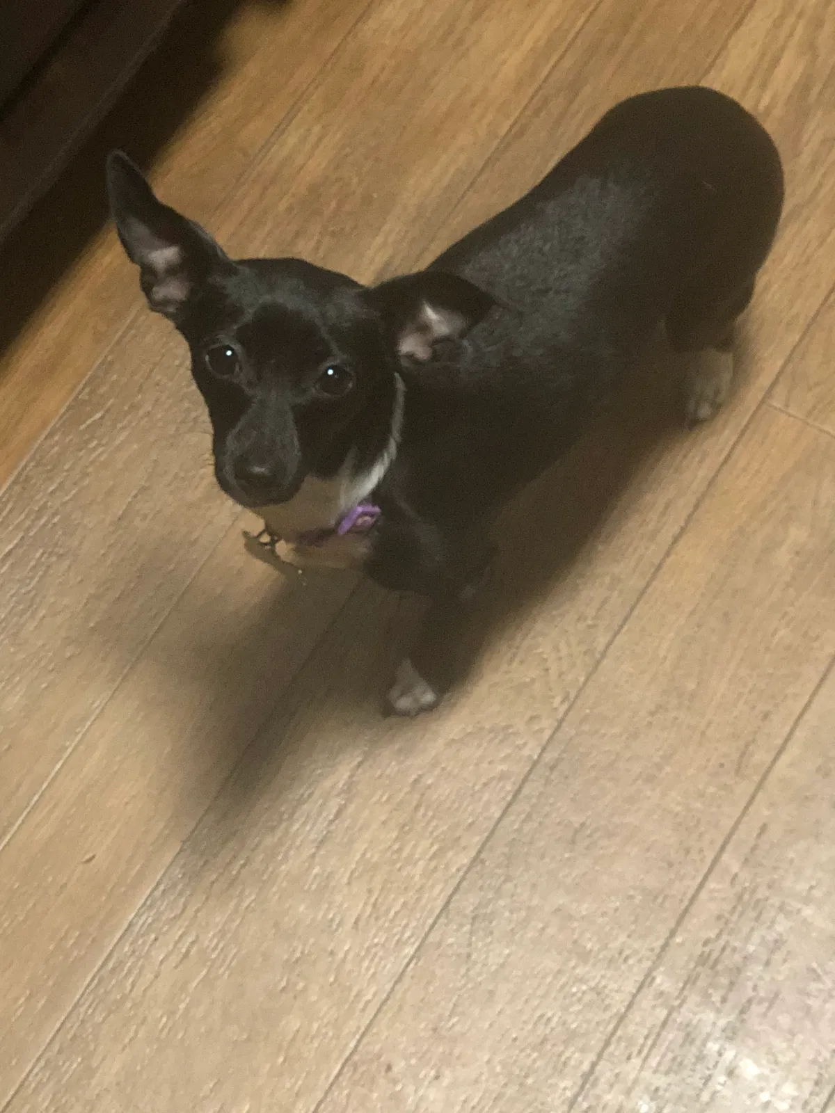 Lost dog in Topeka, KS, 66604