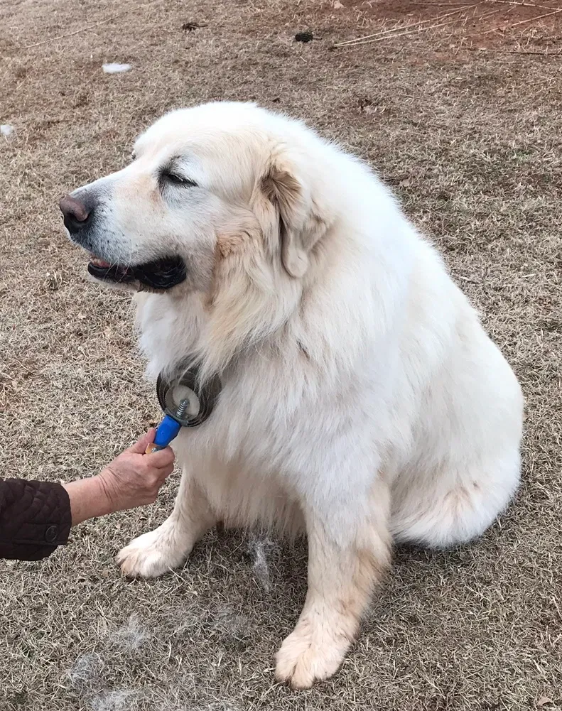Lost dog in Guthrie, OK, 73044