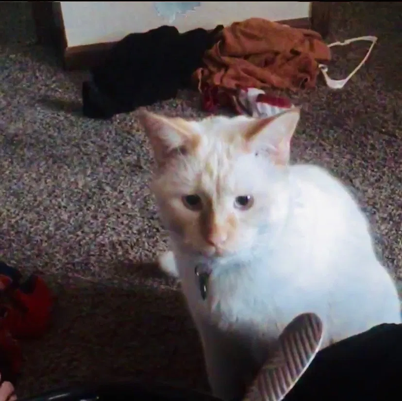 Lost cat in Loveland, CO, 80538