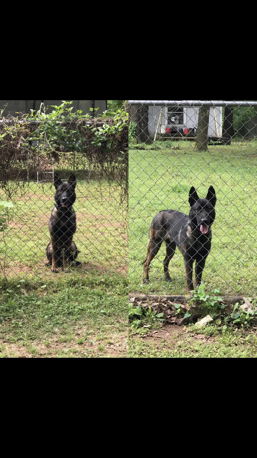 Lost dog in Cameron, NC, 28326