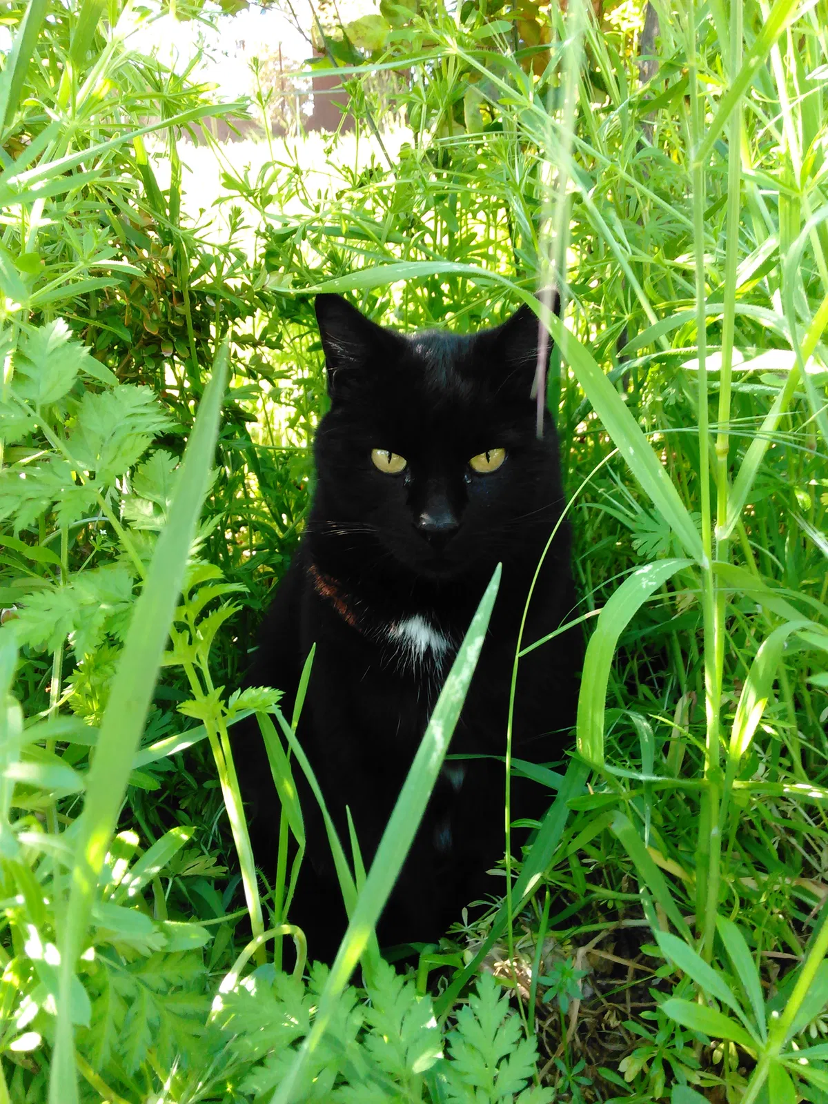 Lost cat in Folsom, CA, 95630