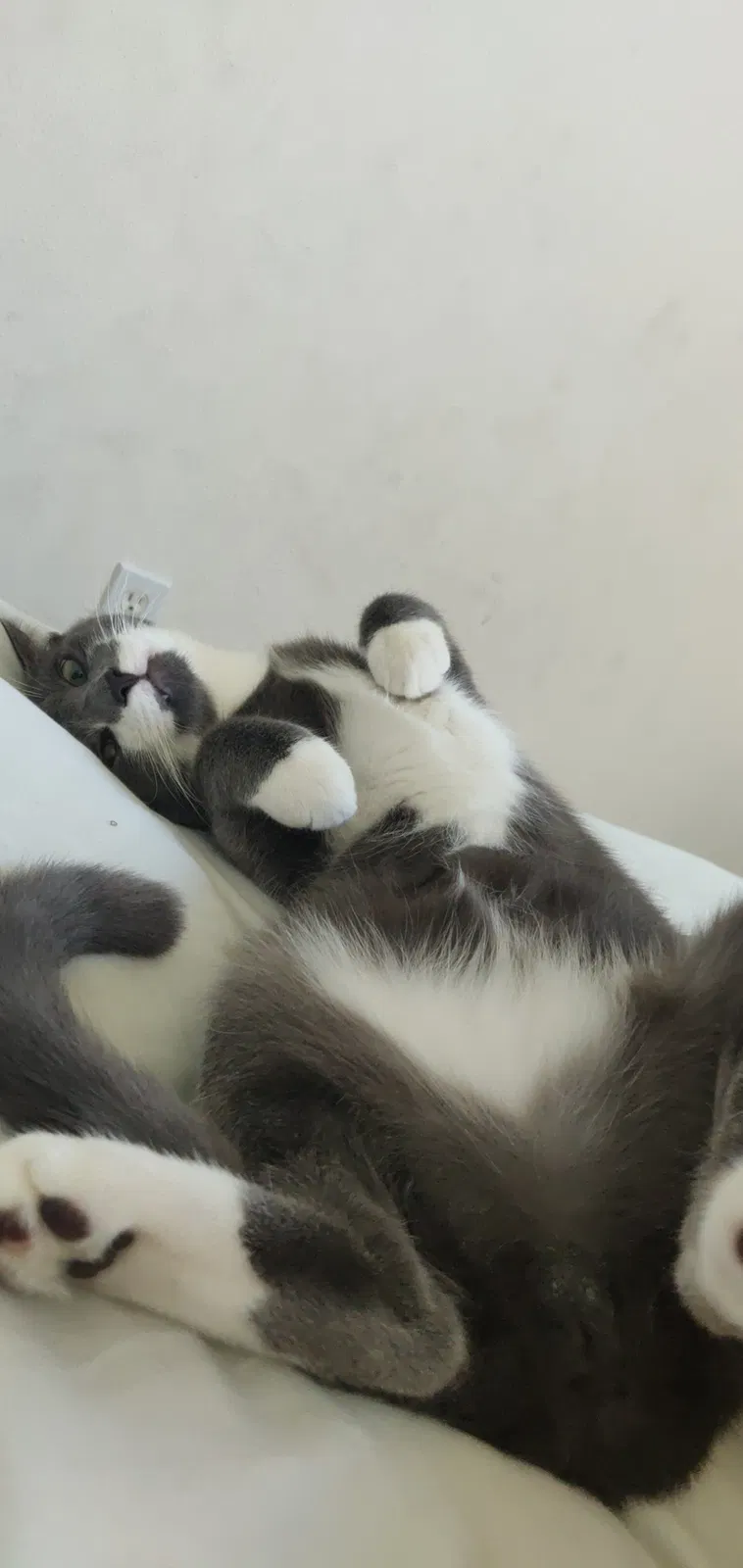 Lost cat in Kissimmee, FL, 34747