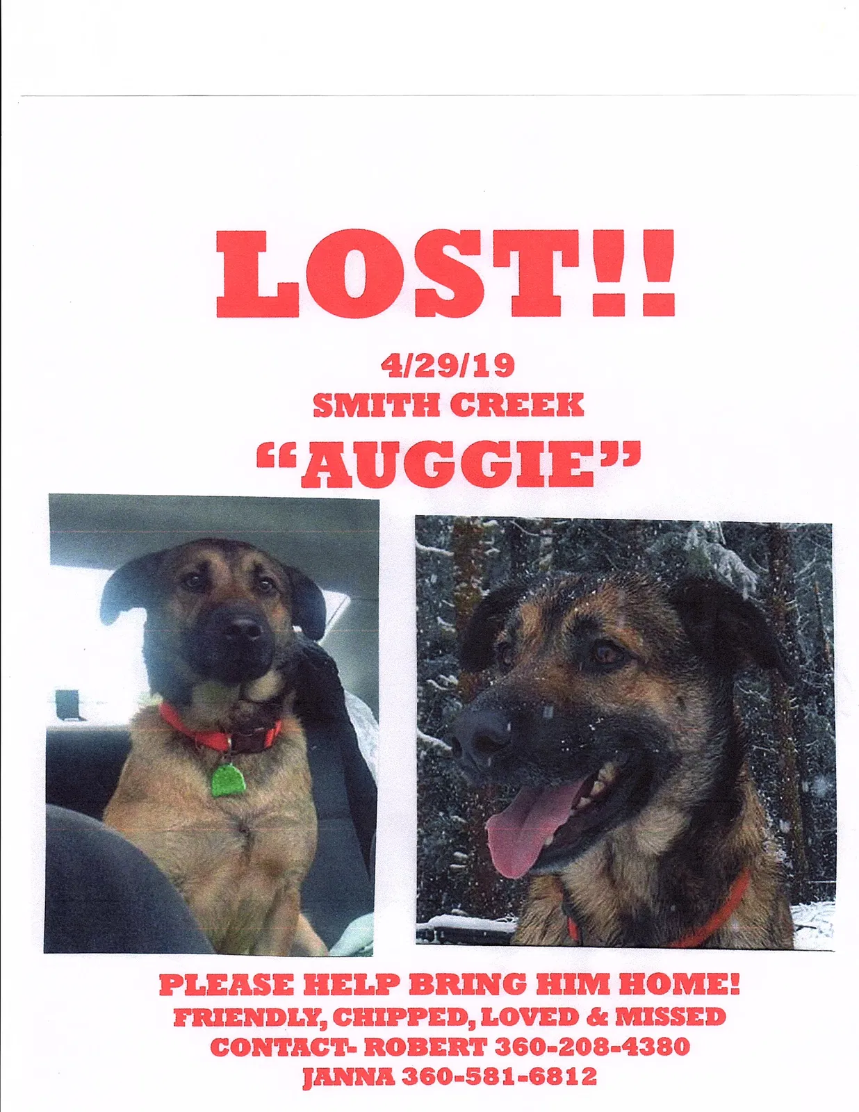 Lost dog in Raymond, WA, 98577