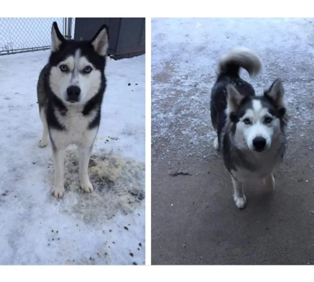 Lost dog in Dushore, PA, 18614