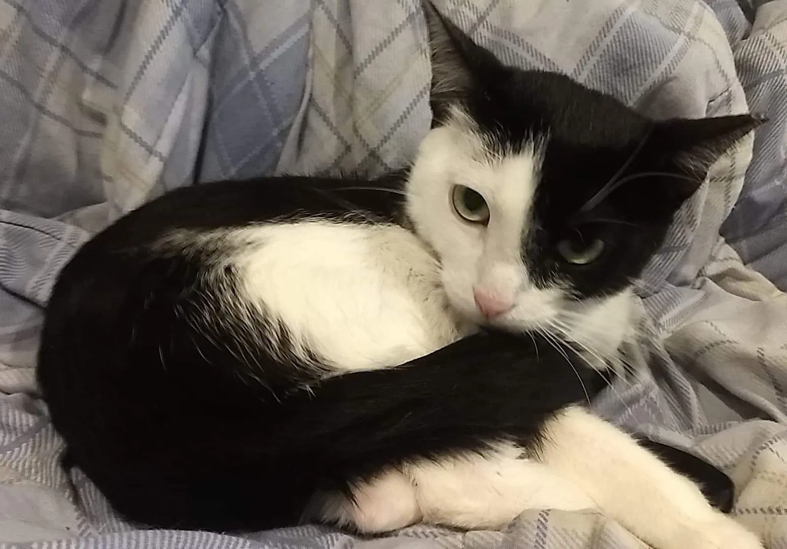 Lost cat in Redmond, WA, 98052