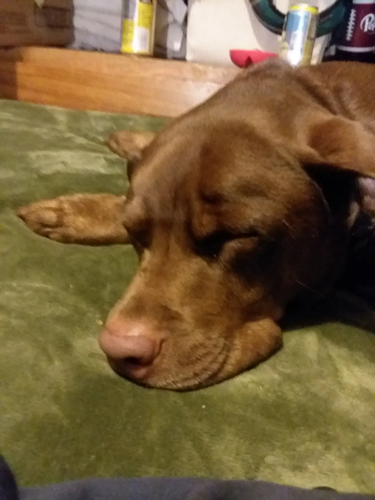 Lost dog in Sidney, OH, 45365