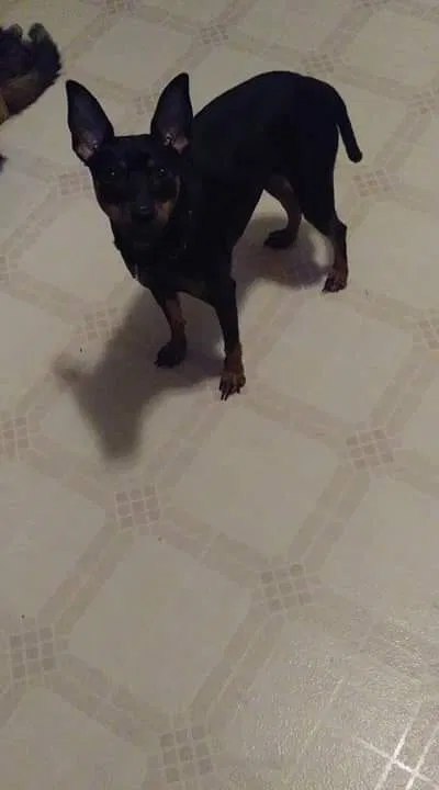 Lost dog in Bryan, OH, 43506
