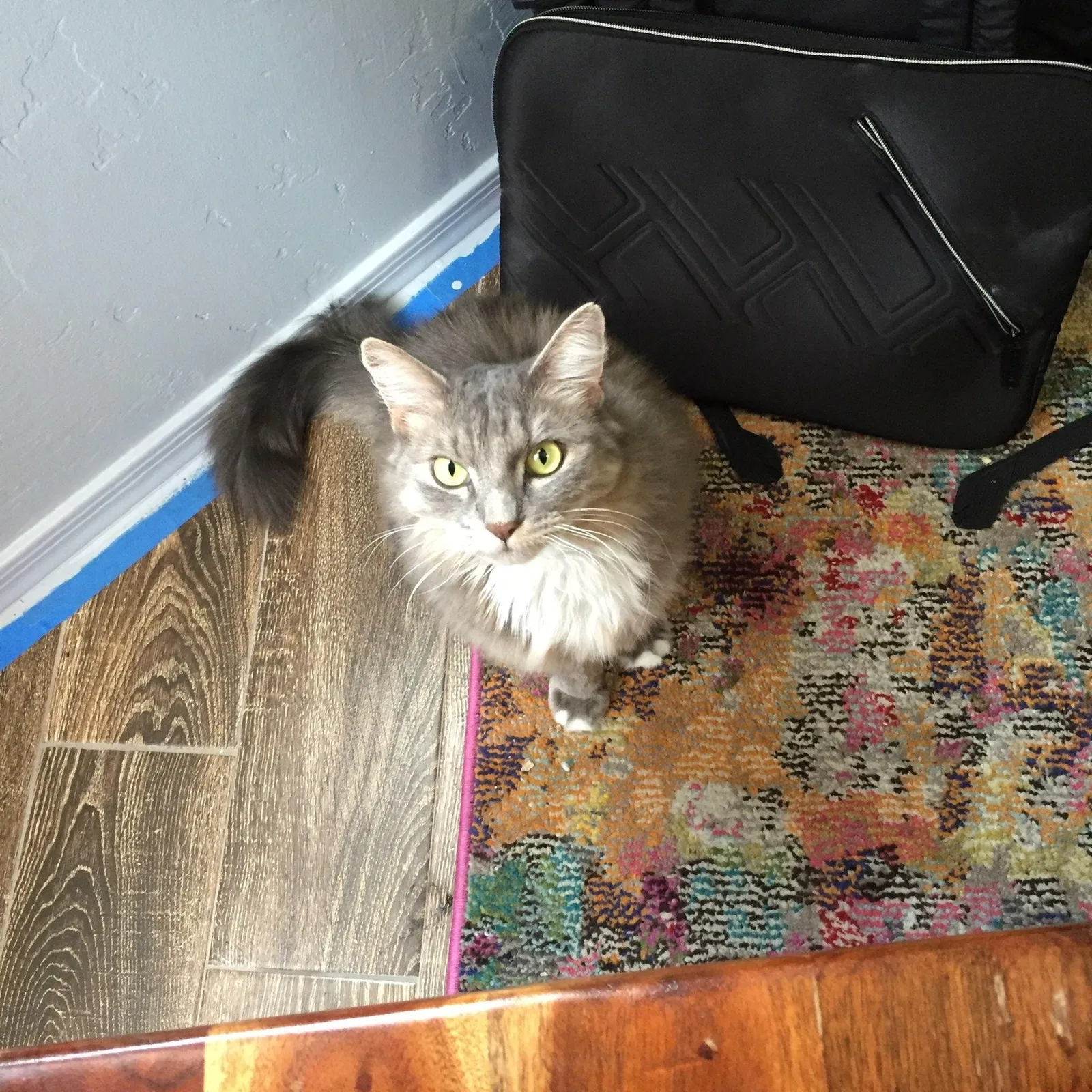 Lost cat in Tucson, AZ, 85747
