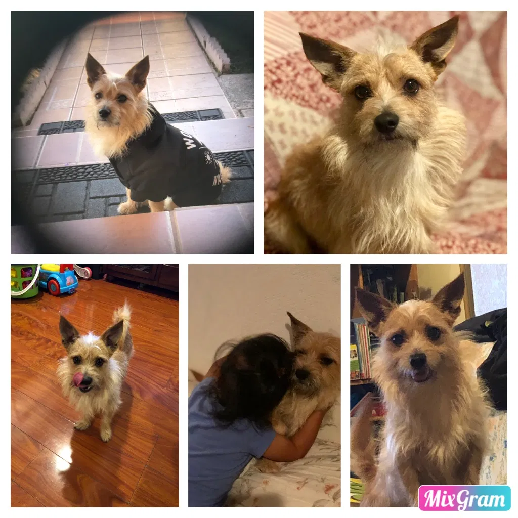 Lost dog in Oxnard, CA, 93033