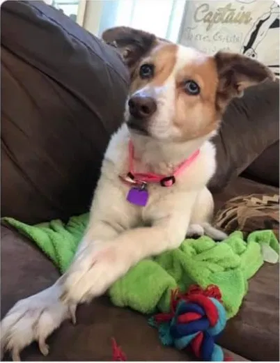 Lost dog in Palmdale, CA, 93591