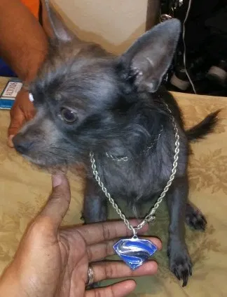 Lost dog in Tacoma, WA, 98445