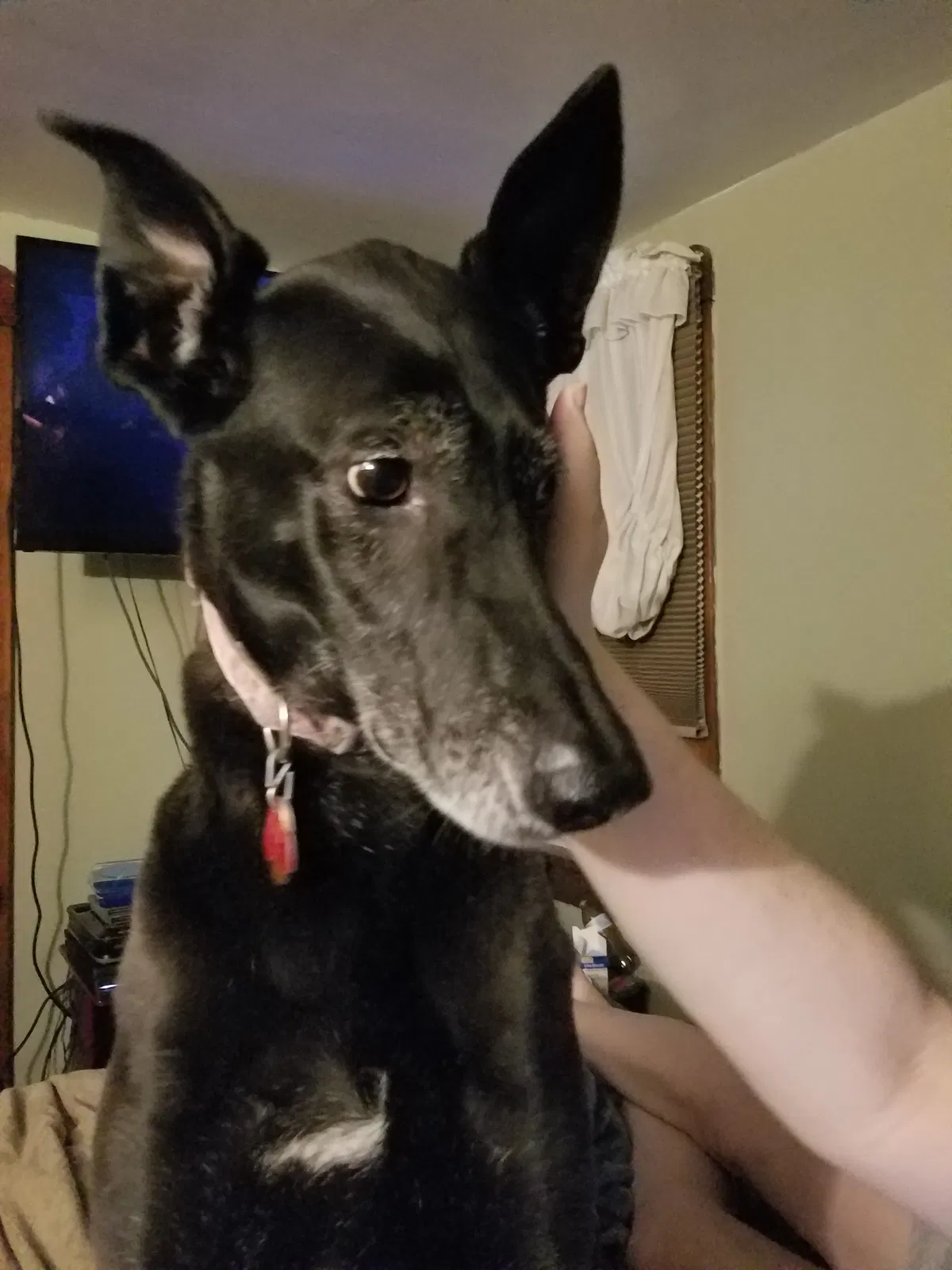 Lost dog in Ashville, PA, 16613
