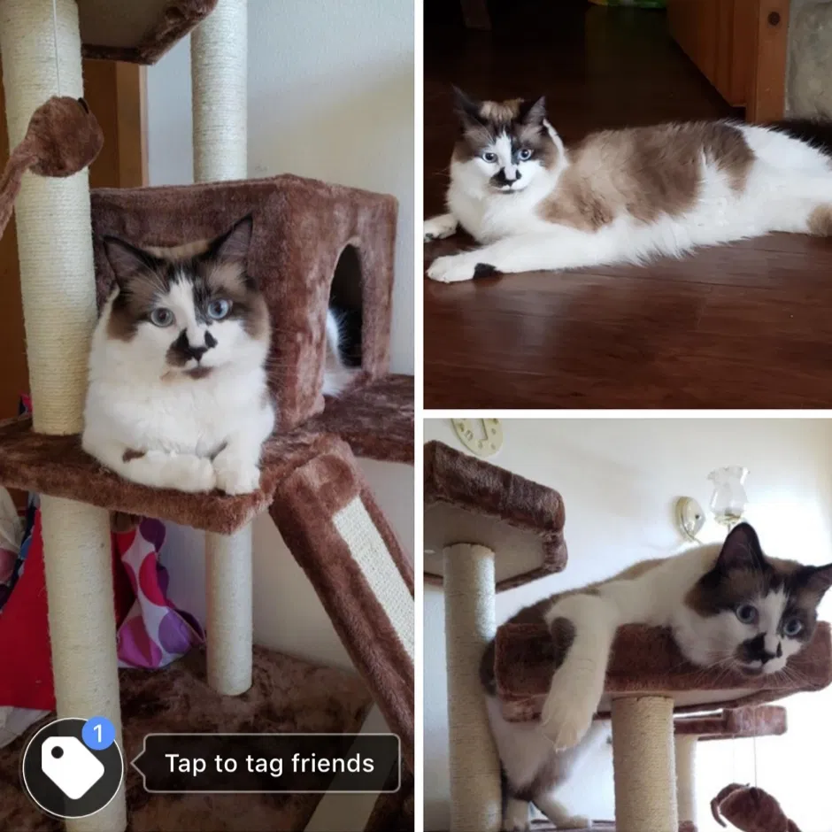 Lost cat in Stayton, OR, 97383